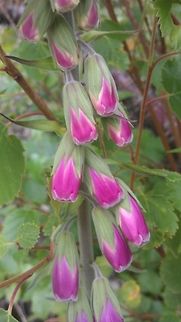 A row of Common Foxgloves  Common Foxglove,Digitalis purpurea,Geotagged,Norway