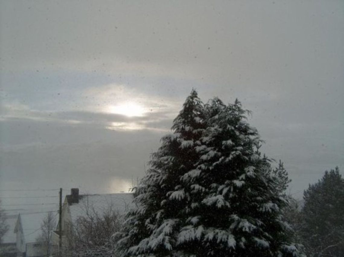 Thuja (Arborviates) This is a coniferous trees in the Cupressaceae (cypress family). Geotagged,Landscapes,Norway,landscape,snow,winter