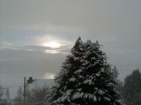 Thuja (Arborviates) This is a coniferous trees in the Cupressaceae (cypress family). Geotagged,Landscapes,Norway,landscape,snow,winter