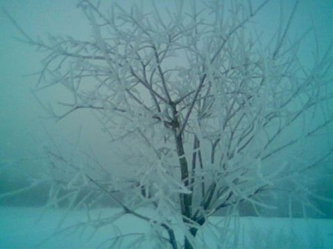 Snowy tree  Europe,Landscapes,Norway,frost,landscape,nature,snow,winter
