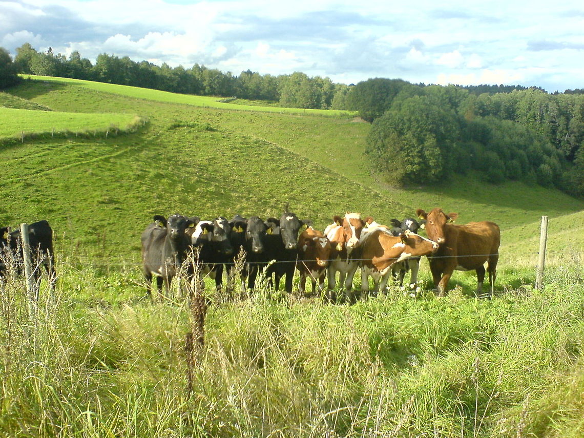 Cows in a row  Bos primigenius indicus,Bos primigenius taurus,Cattle,Cows,Europe,Landscapes,Norway,cow,landscape,nature