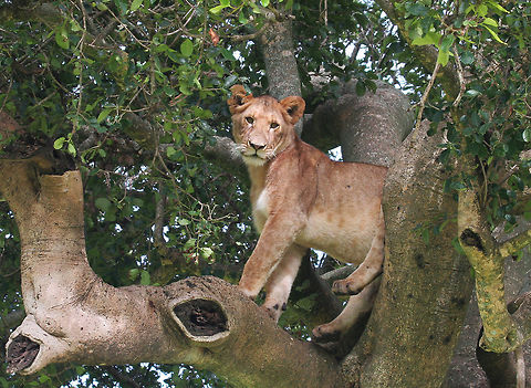 Masai Mara Lioness Young lioness climbs in tree in Masai Mara.  Lion,Panthera leo