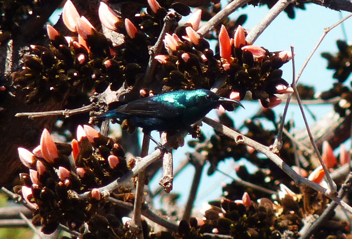 Male purple sunbird Purple sunbird feeding in a flame of the forest tree at Junglemantra Bandhavgarh grounds. Cinnyris asiaticus,Purple Sunbird