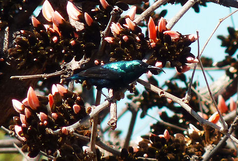 Male purple sunbird Purple sunbird feeding in a flame of the forest tree at Junglemantra Bandhavgarh grounds. Cinnyris asiaticus,Purple Sunbird