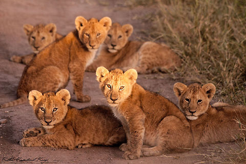 group of lion cubs 6 little cubs waiting for mum to return with dinner- early morning in Serengeti. Lion,Panthera leo