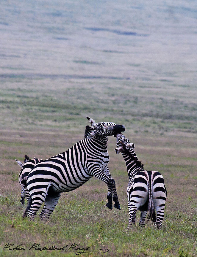 Male zebras fighting Male zebras in Ngorongoro crater in Tanzania fighting.<br />
 Equus quagga,Plains zebra