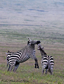 Male zebras fighting Male zebras in Ngorongoro crater in Tanzania fighting.
 Equus quagga,Plains zebra