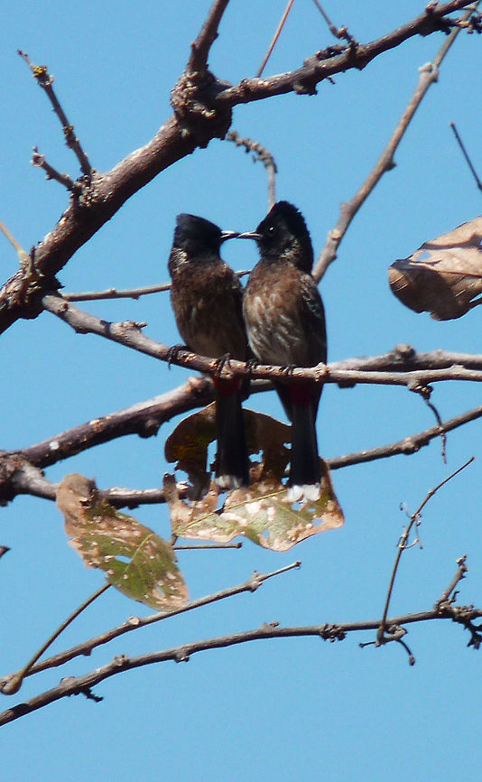 kissing red vented bulbuls Red vented bulbuls kissing in a tree at Junglemantra Bandhavgarh Pycnonotus cafer,Red-vented Bulbul