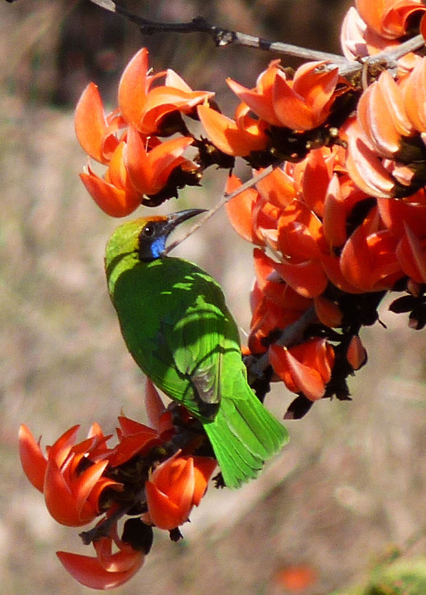 Indian Leaf bird Indian Leaf bird in flame of the forest tree at Junglemantra Bandhavgarh Chloropsis aurifrons,Golden-fronted Leafbird