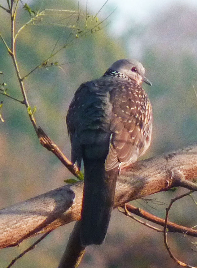 Indian spotted dove Lovely spotted dove Spilopelia chinensis,Spotted Dove
