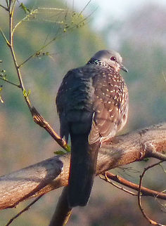 Indian spotted dove Lovely spotted dove Spilopelia chinensis,Spotted Dove