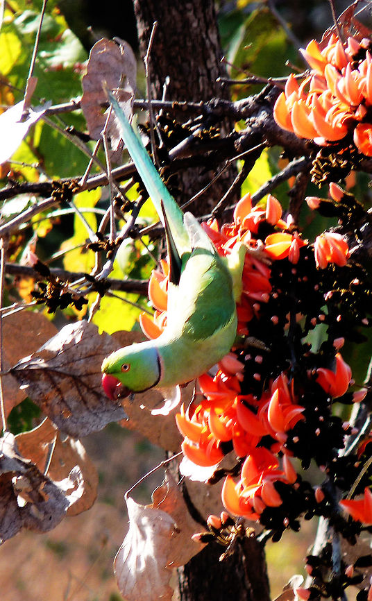 Rose ringed parakeet Rose ringed parakeet in flame of the forest tree at Junglemantra Bandhavgarh<br />
 Geotagged,India,Psittacula krameri,Rose-ringed Parakeet
