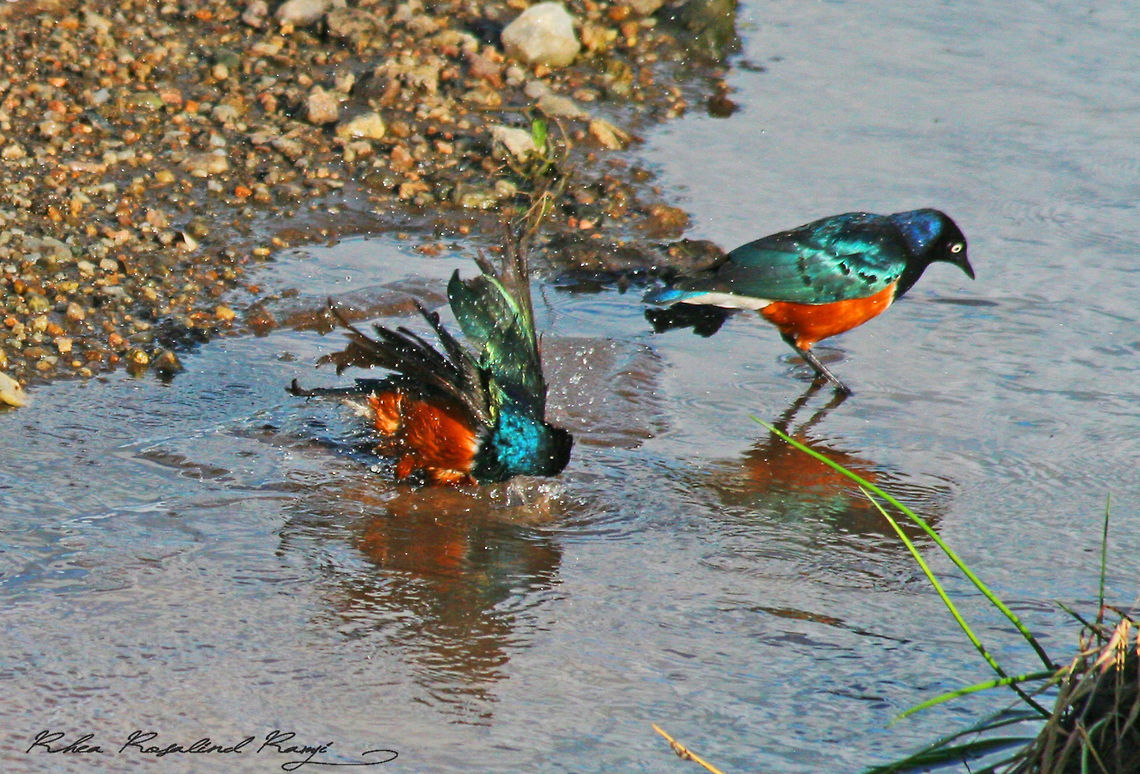 Two Superb starlings bathing  Geotagged,Lamprotornis superbus,Superb Starling,Tanzania