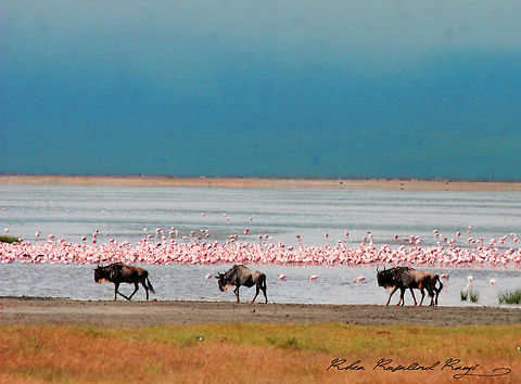 Crater lake  The Ngorongoro crater lake full of flamingoes with wildebeast walking on the shore Blue wildebeest,Connochaetes taurinus