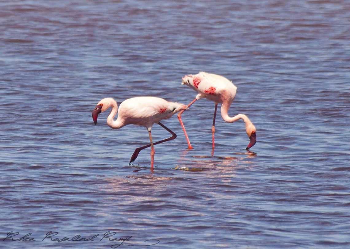 Flamingoes in Ndutu lake Flamingoes feed in Ndutu lake Lesser Flamingo,Phoenicopterus minor