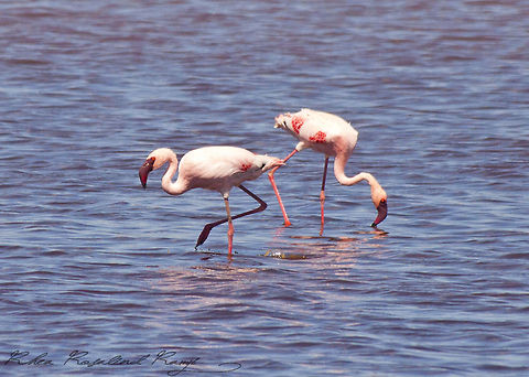 Flamingoes in Ndutu lake Flamingoes feed in Ndutu lake Lesser Flamingo,Phoenicopterus minor