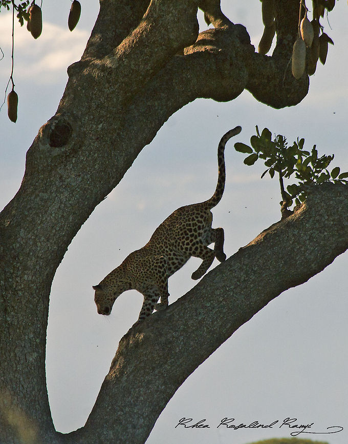 Leopard in a sausage tree Leopard climbing down from a sausage tree. Leopard,Panthera pardus