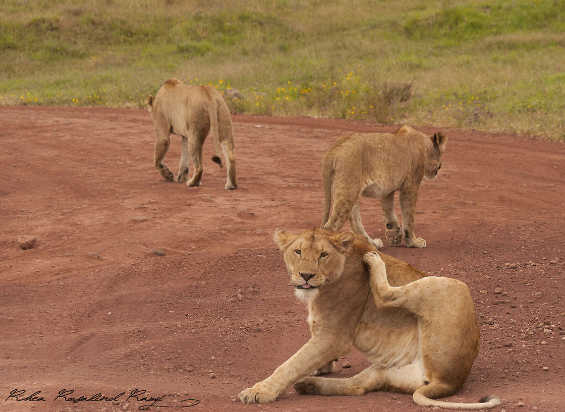 Lionesses in the Ngonrongoro Crater Lioness in the Ngorongoro crater<br />
 Lion,Panthera leo