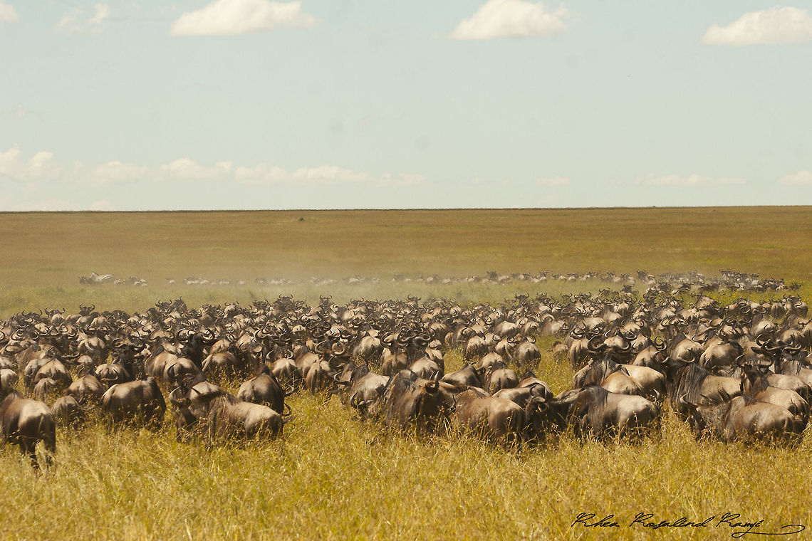 Wildebeast herds gather in the serengeti Wildebeast herds gather in Central Serengeti to migrate to the Mara Blue wildebeest,Connochaetes taurinus