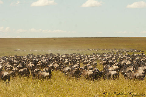 Wildebeast herds gather in the serengeti Wildebeast herds gather in Central Serengeti to migrate to the Mara Blue wildebeest,Connochaetes taurinus