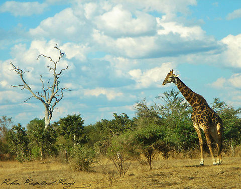 Mrs. Longneck  Giraffa camelopardalis,Giraffe