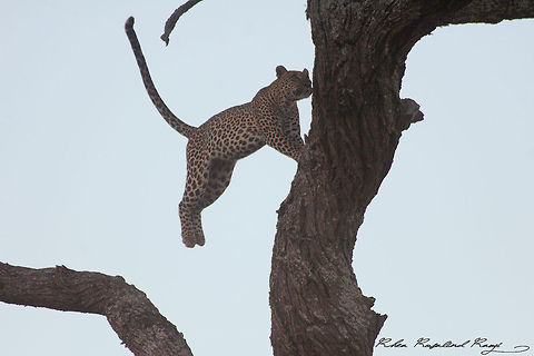 Jumping leopard Third image in a series Leopard,Panthera pardus