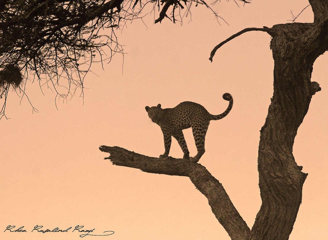 Leopard in late afternoon First in the 3 images series Leopard,Panthera pardus