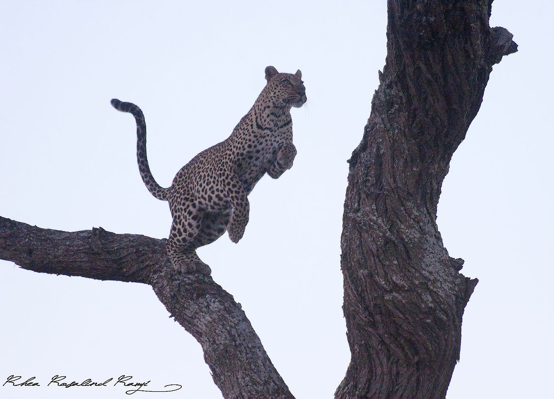 Leopard starts to jump Second in the series of 3 images Leopard,Panthera pardus
