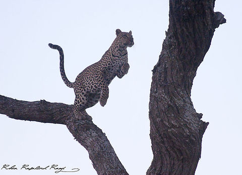 Leopard starts to jump Second in the series of 3 images Leopard,Panthera pardus