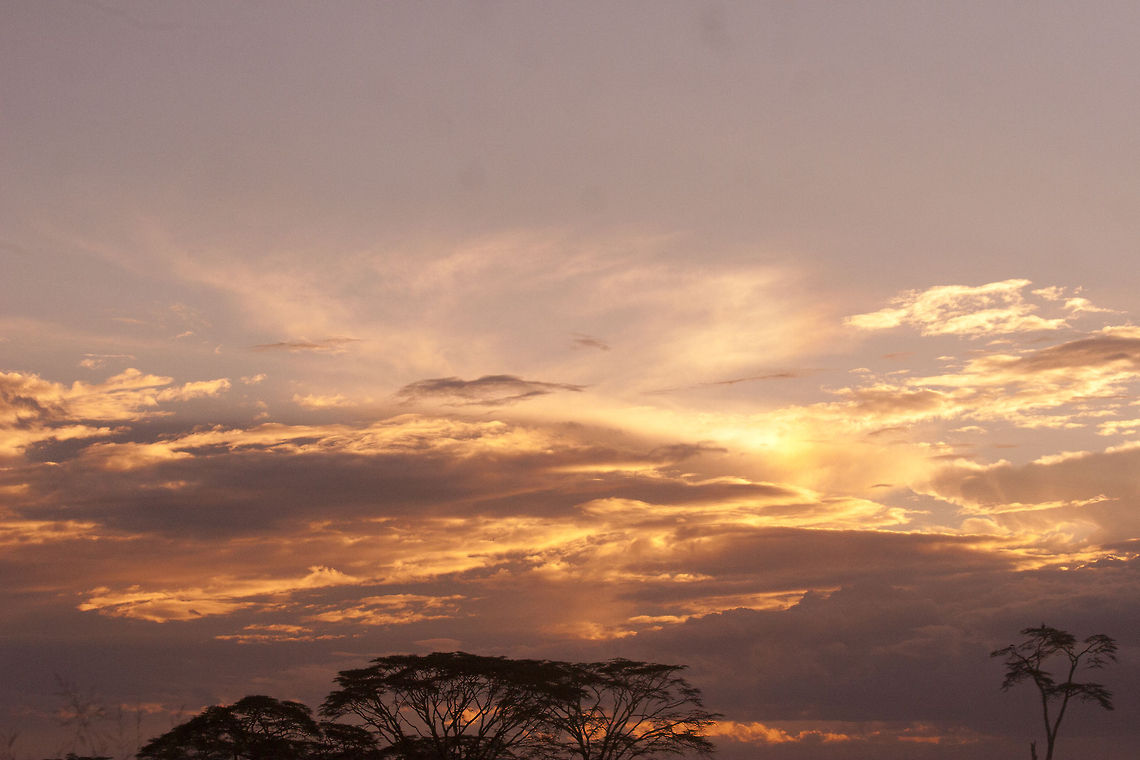 Dawn in Serengeti Sun rise in serenegti sunrise