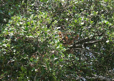 Hidden lion  Lion,Panthera leo