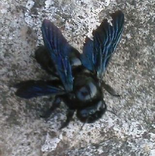 Bumble bee Closeup of a Bumble Bee with a pitch black body and blue wings. Bees,Bombus Harrisellus,Bumble Bees
