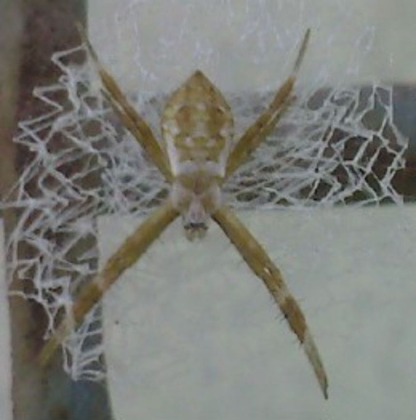 A Spider Odd-looking yellow spider. Araneae,Spider