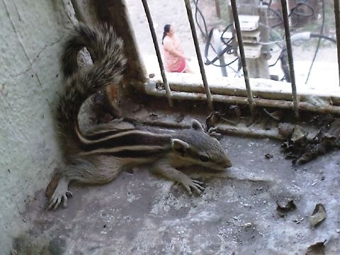 A Baby Squirrel A small squirrel in an urban setting. Funambulus palmarum,India,Indian palm squirrel,Squirrel