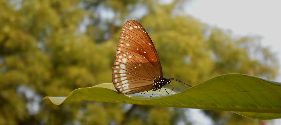 Common Crow My first photograph at Sanjeevani Park, Hyderabad. <br />
<br />
Go Green and Save earth!!! Common Crow,Euploea core,butterfly