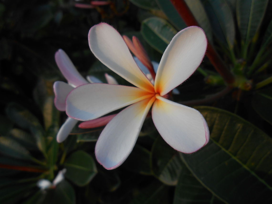 Plumeria Go Green. Save Nature!!! Plumeria rubra