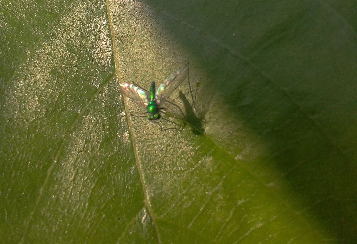 2012-10-28_08.21_.51_ Even tiny fly is important..Go Green..Save Nature