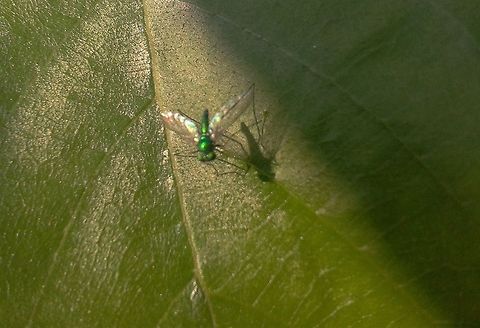 2012-10-28_08.21_.51_ Even tiny fly is important..Go Green..Save Nature