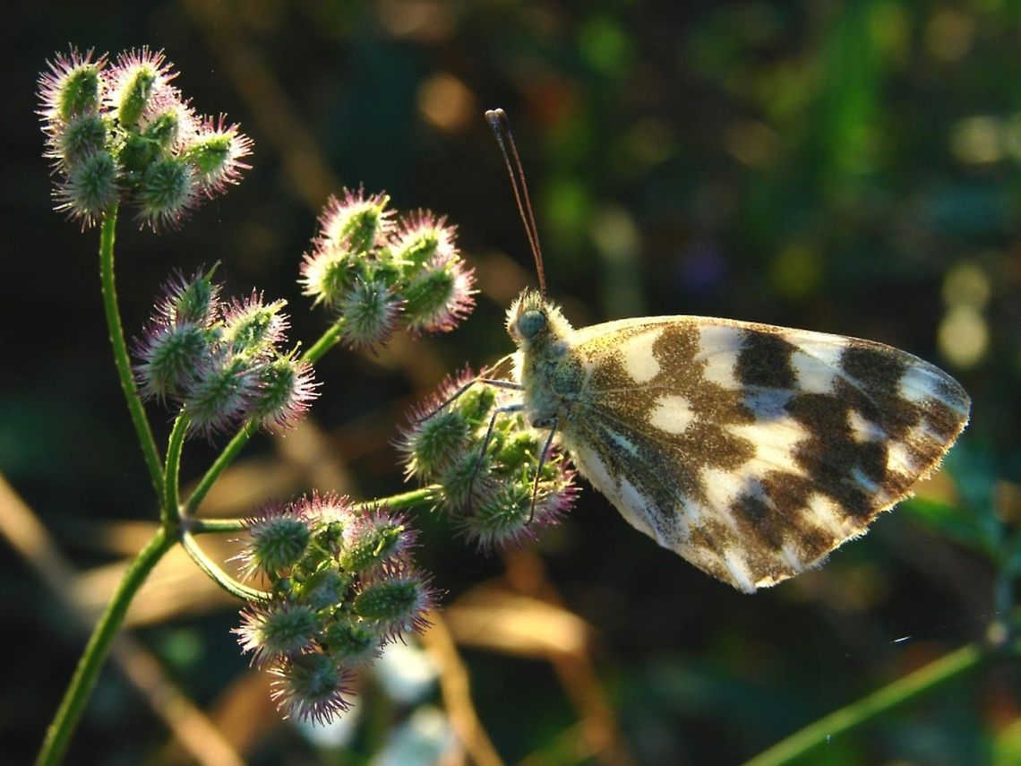 butterfly  Bath White,Pontia daplidice