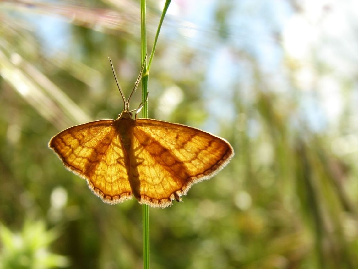 Farfalla  moth