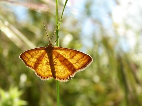 Farfalla  moth