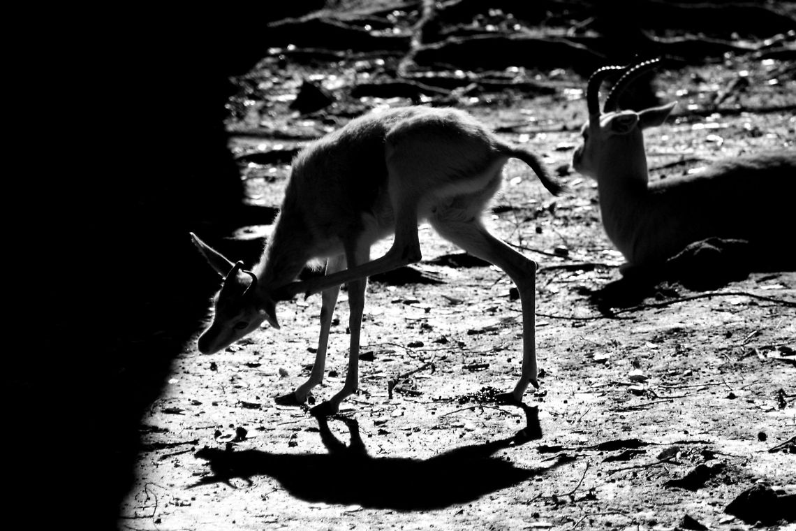 gazelle