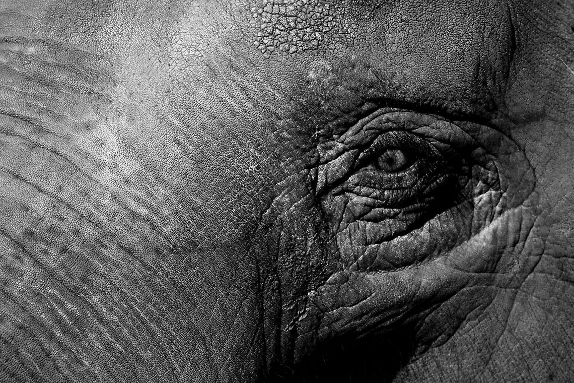 elephant_eye