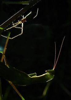 Guet-apens  Algeria,Geotagged