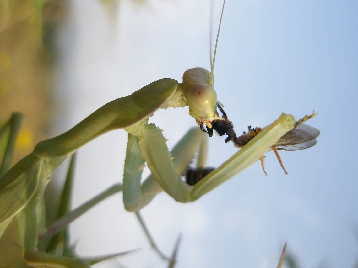 mantis vs wasp after a waiting of several hours the predatory mantis captured its prey Algeria,Geotagged,Sphodromantis viridis,mantis,nature,prey,wasp,wildwife