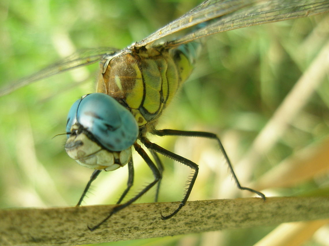 huge dragonfly  Aeshna affinis,Algeria,Geotagged,Southern Migrant Hawker,dragonfly
