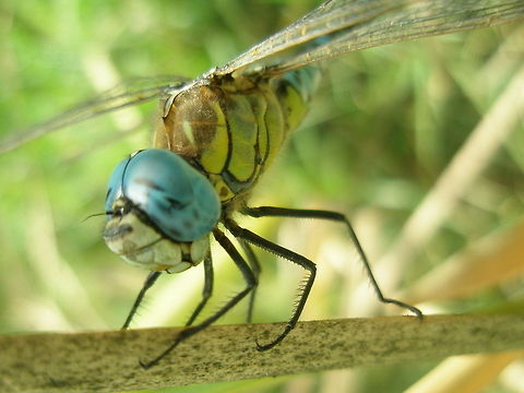 huge dragonfly  Aeshna affinis,Algeria,Geotagged,Southern Migrant Hawker,dragonfly