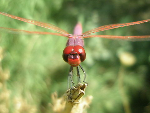 red dragonfly  Algeria,Geotagged,Trithemis annulata,Violet dropwing,animal,dragonfly,insect