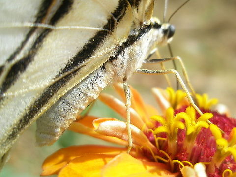 papillon  Algeria,Geotagged,Iphiclides feisthamelii,Old World swallowtail,Papilio machaon,butterfly,flower,insect,macro,nature