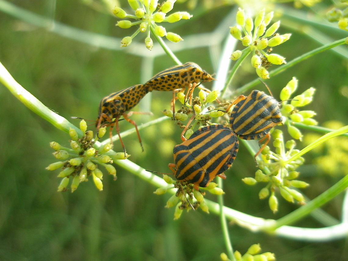 rutting season  Algeria,Geotagged,Graphosoma,Graphosoma lineatum,insect,macro,nature